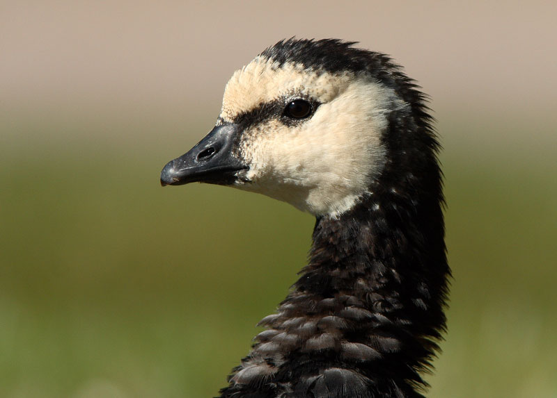 Valkoposkihanhi, Barnacle Goose (Branta leucopsis)