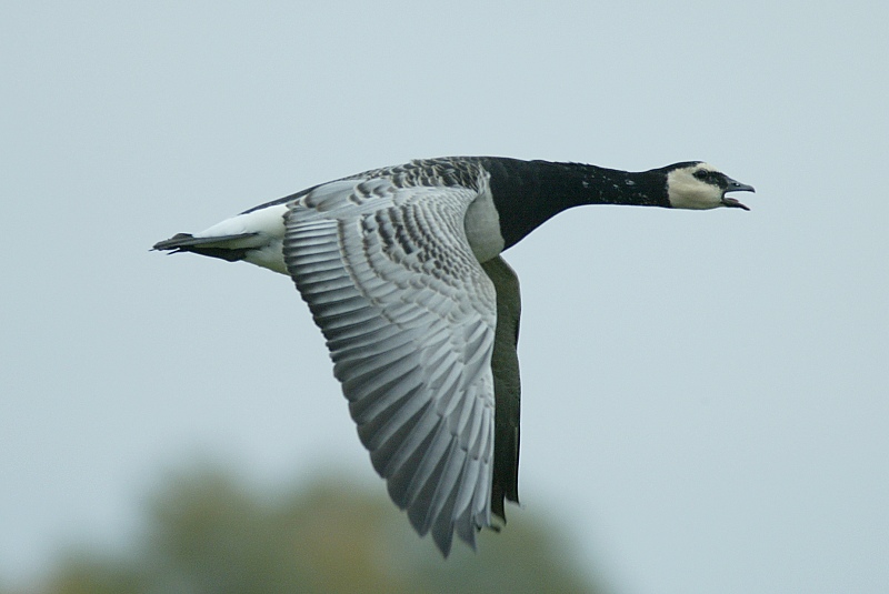 Valkoposkihanhi, Barnacle Goose (Branta leucopsis)
