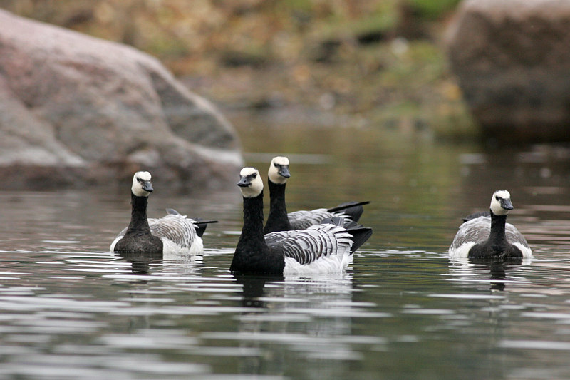 Valkoposkihanhi, Barnacle Goose (Branta leucopsis)