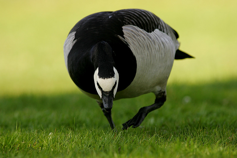 Valkoposkihanhi, Barnacle Goose (Branta leucopsis)