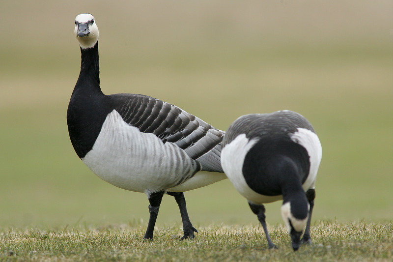 Valkoposkihanhi, Barnacle Goose (Branta leucopsis)