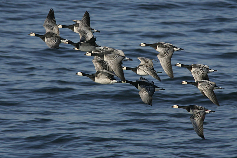 Valkoposkihanhi, Barnacle Goose (Branta leucopsis)