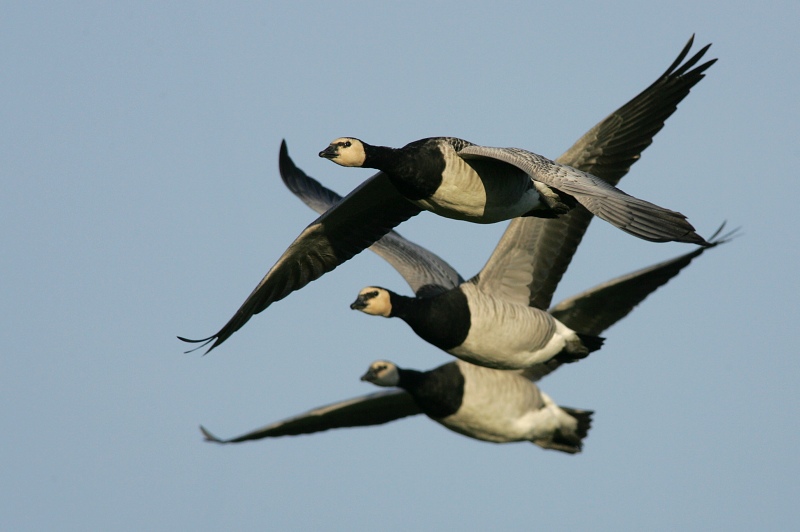 Valkoposkihanhi, Barnacle Goose (Branta leucopsis)