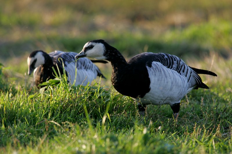 Valkoposkihanhi, Barnacle Goose (Branta leucopsis)