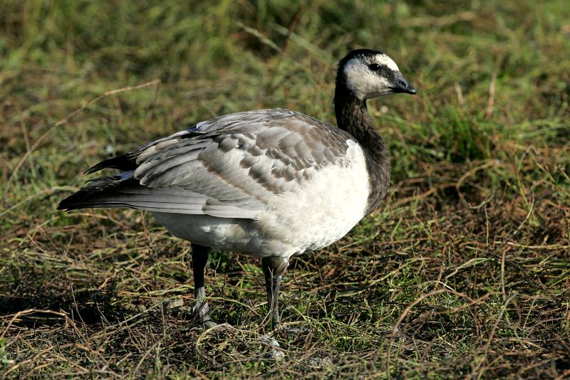 Valkoposkihanhi, Barnacle Goose (Branta leucopsis)