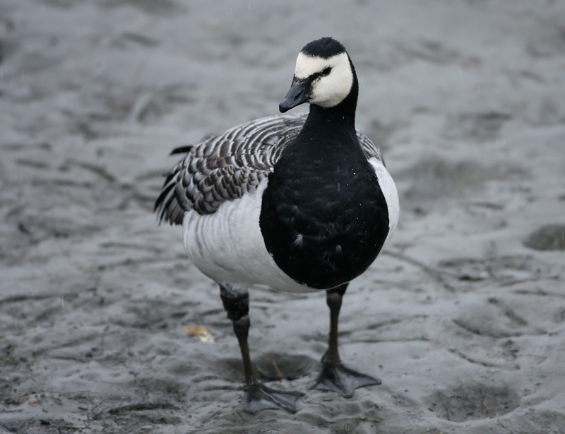 Valkoposkihanhi, Barnacle Goose (Branta leucopsis)