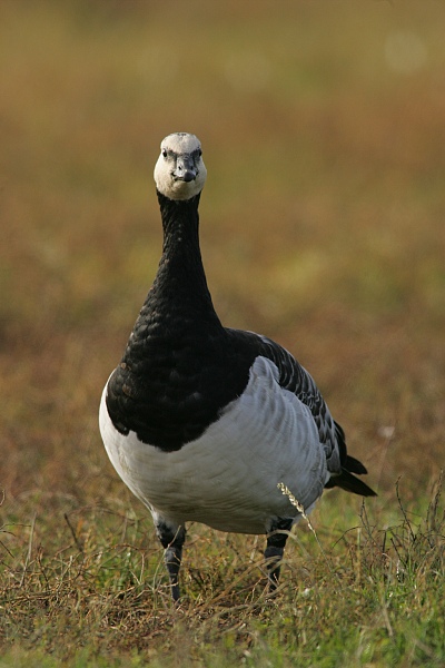 Valkoposkihanhi, Barnacle Goose (Branta leucopsis)