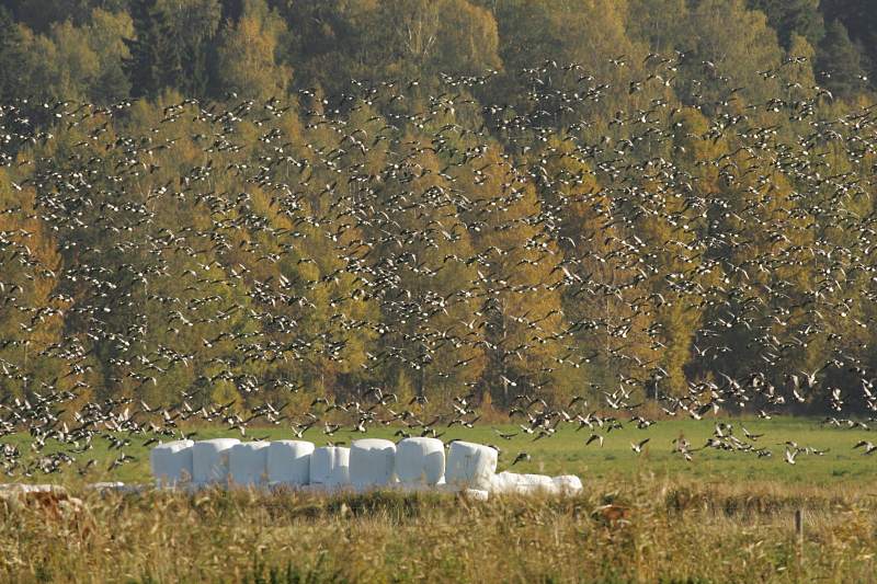 Valkoposkihanhi, Barnacle Goose (Branta leucopsis)