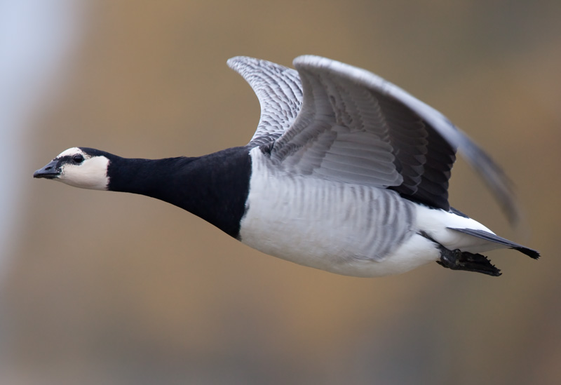 Valkoposkihanhi, Barnacle Goose (Branta leucopsis)