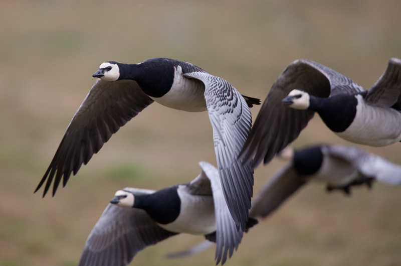 Valkoposkihanhi, Barnacle Goose (Branta leucopsis)