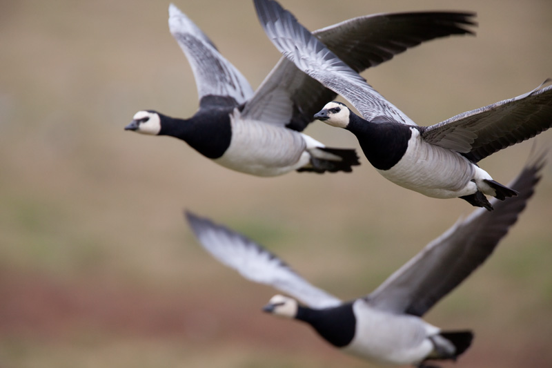 Valkoposkihanhi, Barnacle Goose (Branta leucopsis)