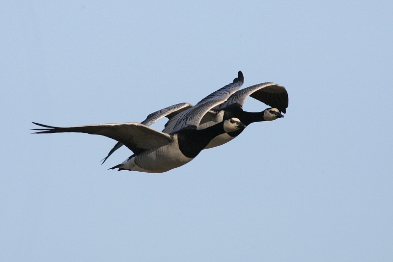 Valkoposkihanhi, Barnacle Goose (Branta leucopsis)