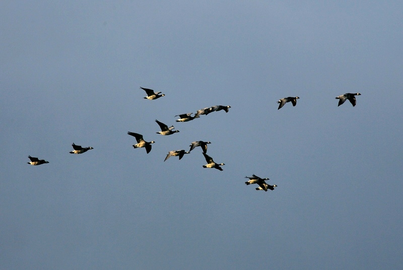 Valkoposkihanhi, Barnacle Goose (Branta leucopsis)