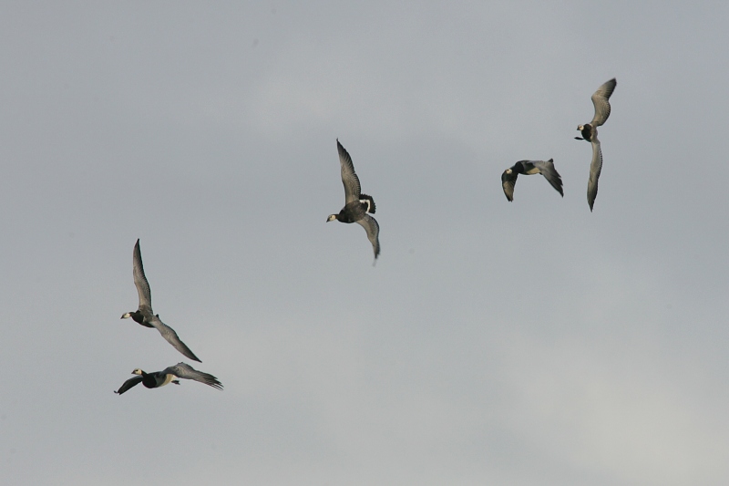Valkoposkihanhi, Barnacle Goose (Branta leucopsis)