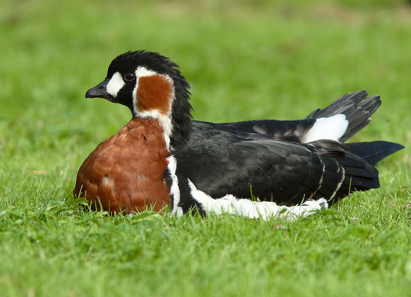 Punakaulahanhi Branta ruficollis