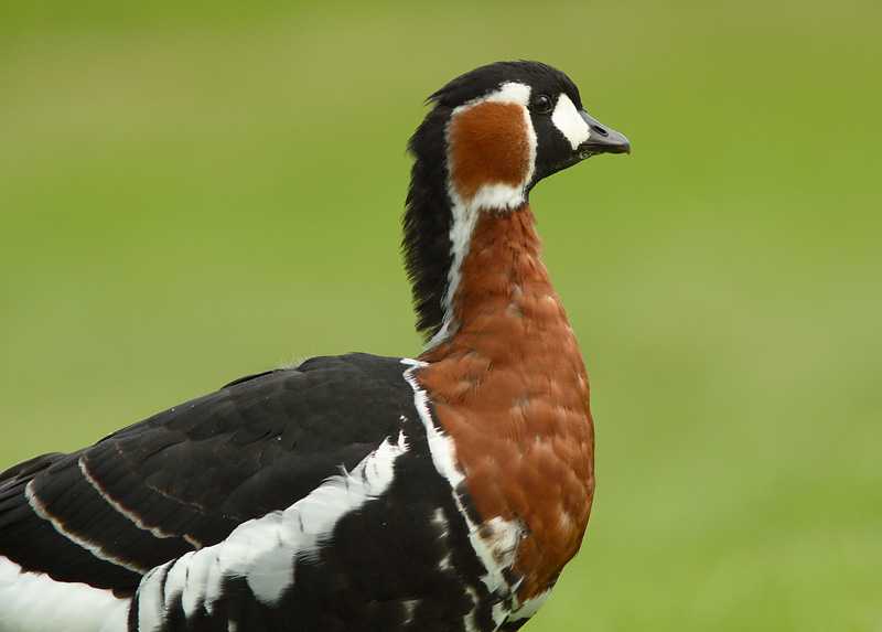 Punakaulahanhi Branta ruficollis