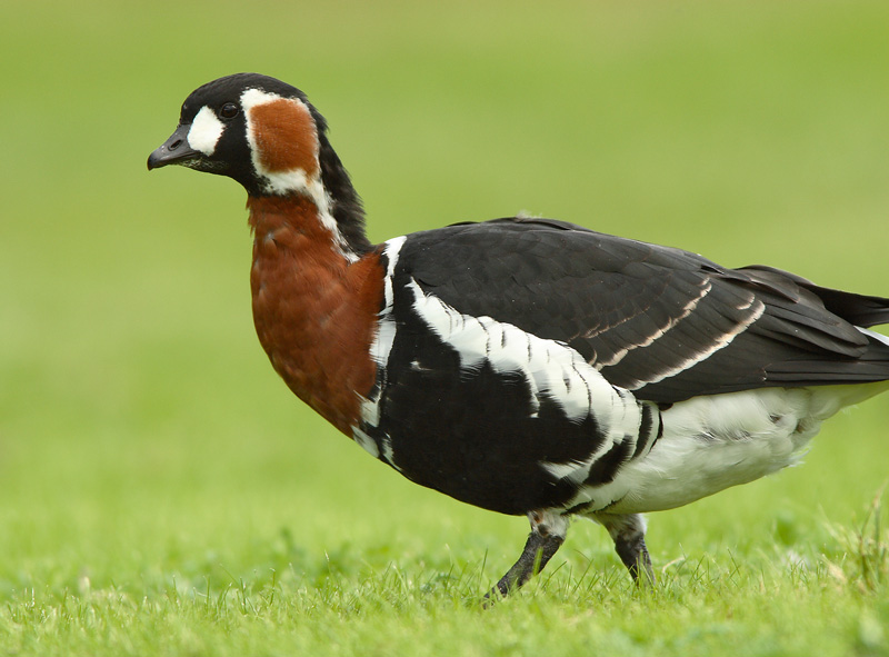 Punakaulahanhi Branta ruficollis
