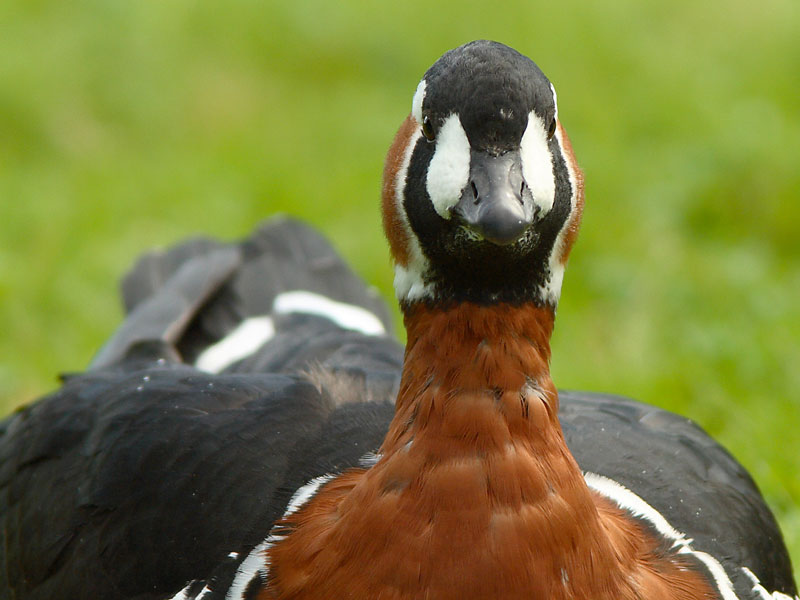 Punakaulahanhi Branta ruficollis