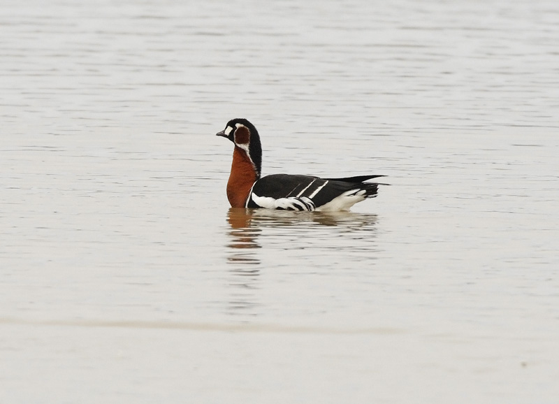 Punakaulahanhi Red-breasted Goose (Branta ruficollis)