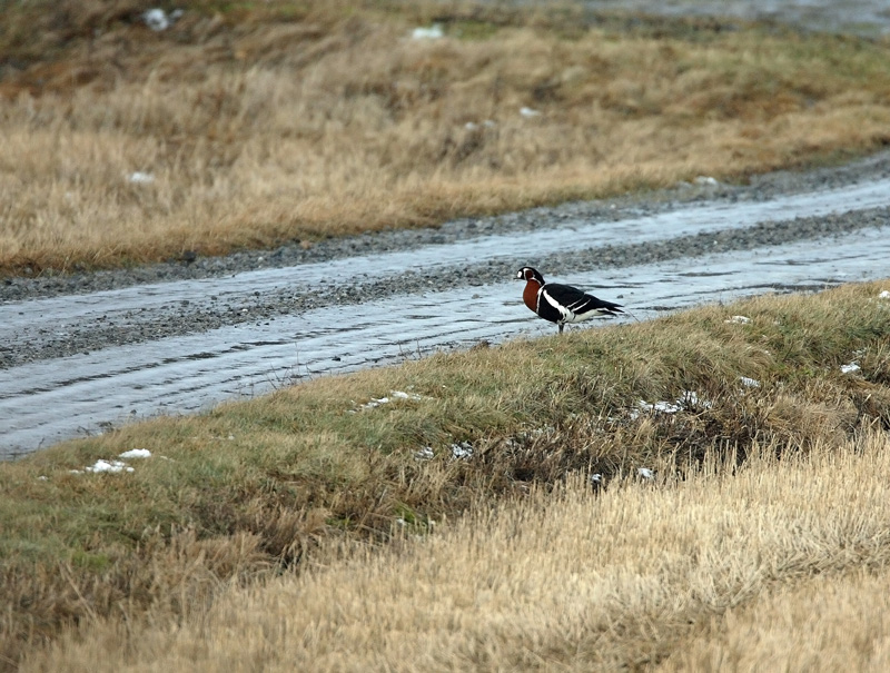 Punakaulahanhi Red-breasted Goose (Branta ruficollis)
