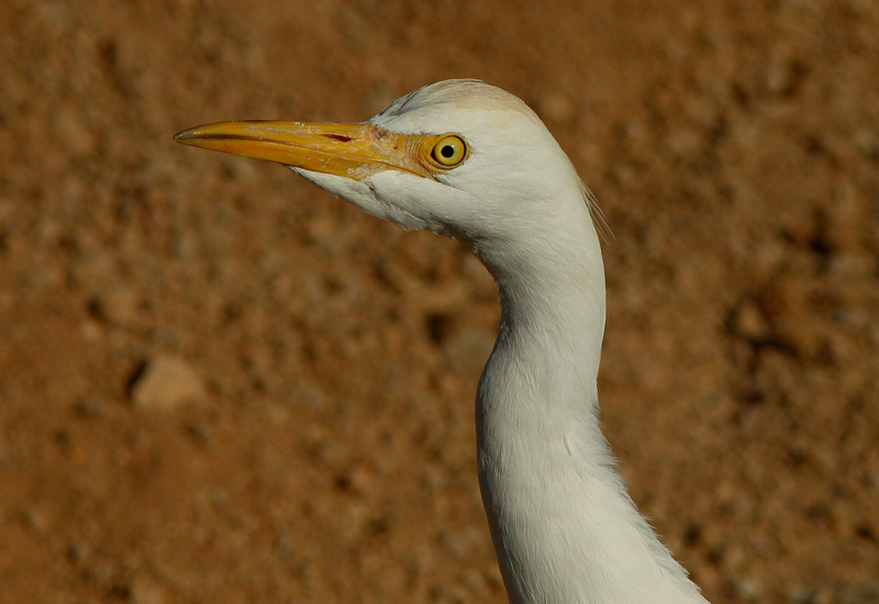 Lehm�haikara Bubulcus ibis