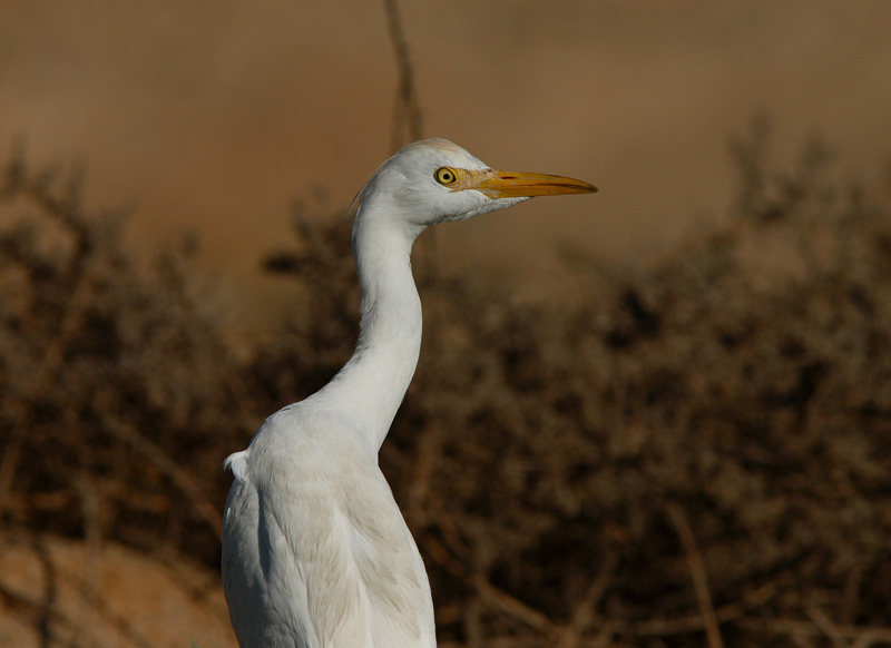 Lehm�haikara Bubulcus ibis