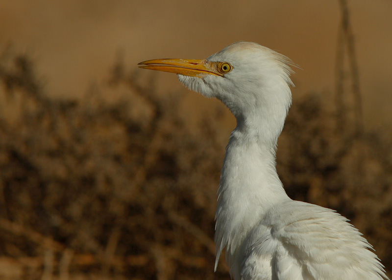 Lehm�haikara Bubulcus ibis
