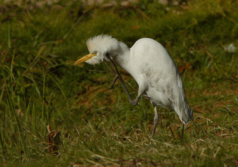 Lehm�haikara Bubulcus ibis