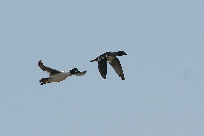 Telkk� Bucephala clangula