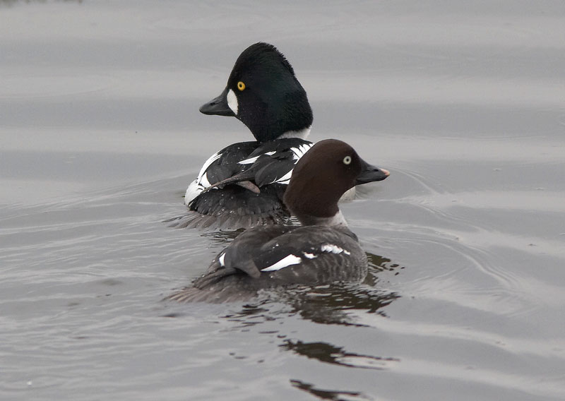 Telkk� Bucephala clangula