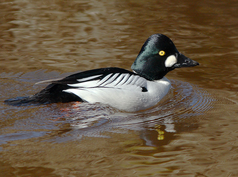 Telkk� Bucephala clangula