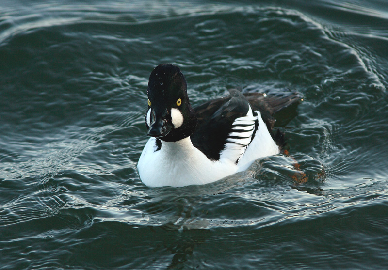 Telkk� Bucephala clangula