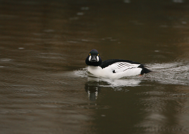 Telkk� Common Goldeneye (Bucephala clangula)