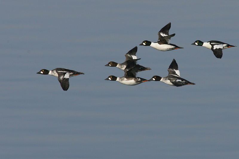 Telkk� Common Goldeneye (Bucephala clangula)