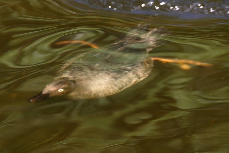 Telkk� Common Goldeneye (Bucephala clangula)