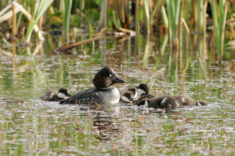 Telkk� Common Goldeneye (Bucephala clangula)