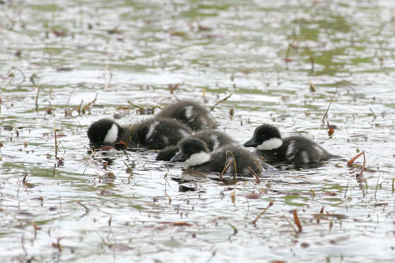 Telkk� Common Goldeneye (Bucephala clangula)