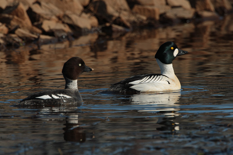 Telkk� Common Goldeneye (Bucephala clangula)