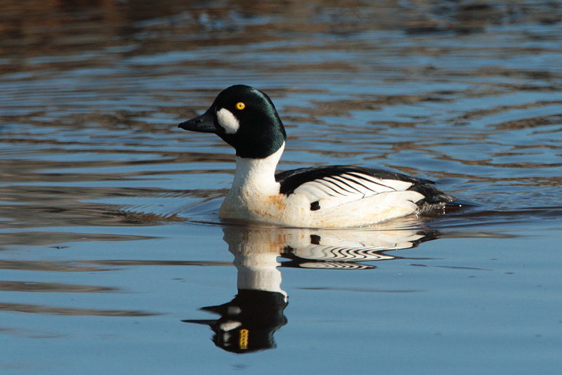 Telkk� Common Goldeneye (Bucephala clangula)