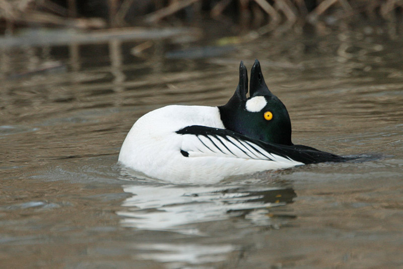 Telkk� Common Goldeneye (Bucephala clangula)