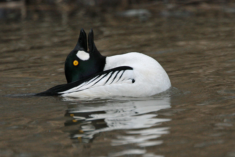 Telkk� Common Goldeneye (Bucephala clangula)