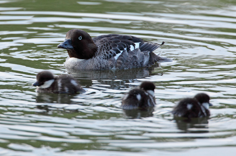 Telkk� Common Goldeneye (Bucephala clangula)