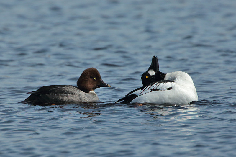 Telkk� Common Goldeneye (Bucephala clangula)