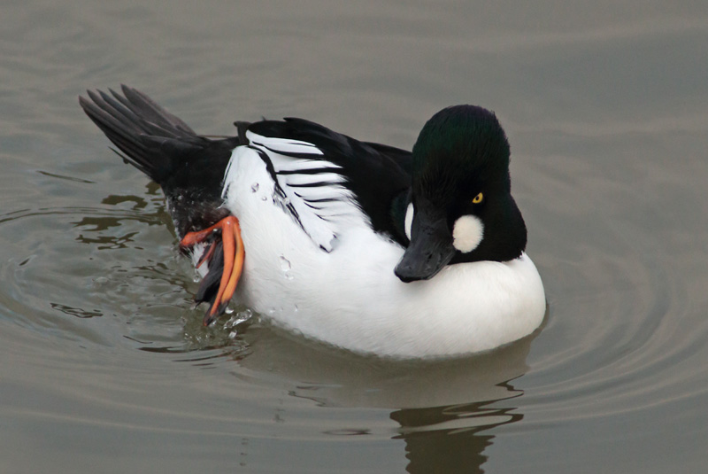 Telkk� Common Goldeneye (Bucephala clangula)