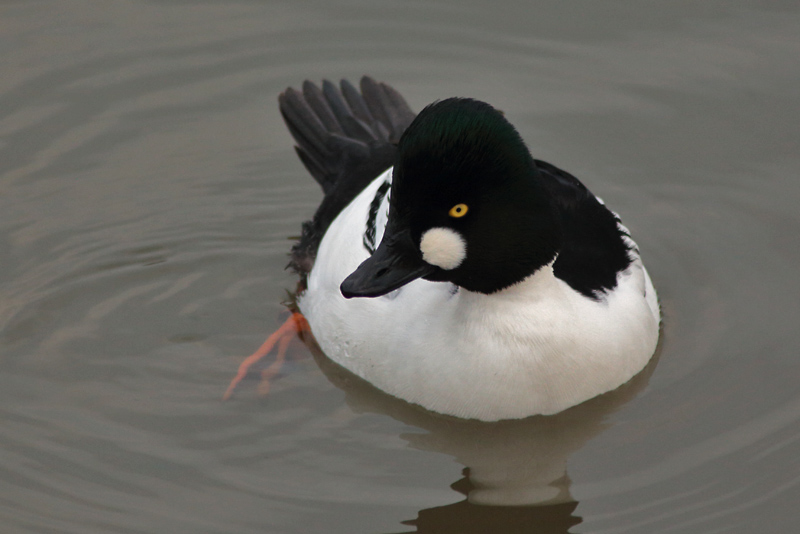 Telkk� Common Goldeneye (Bucephala clangula)