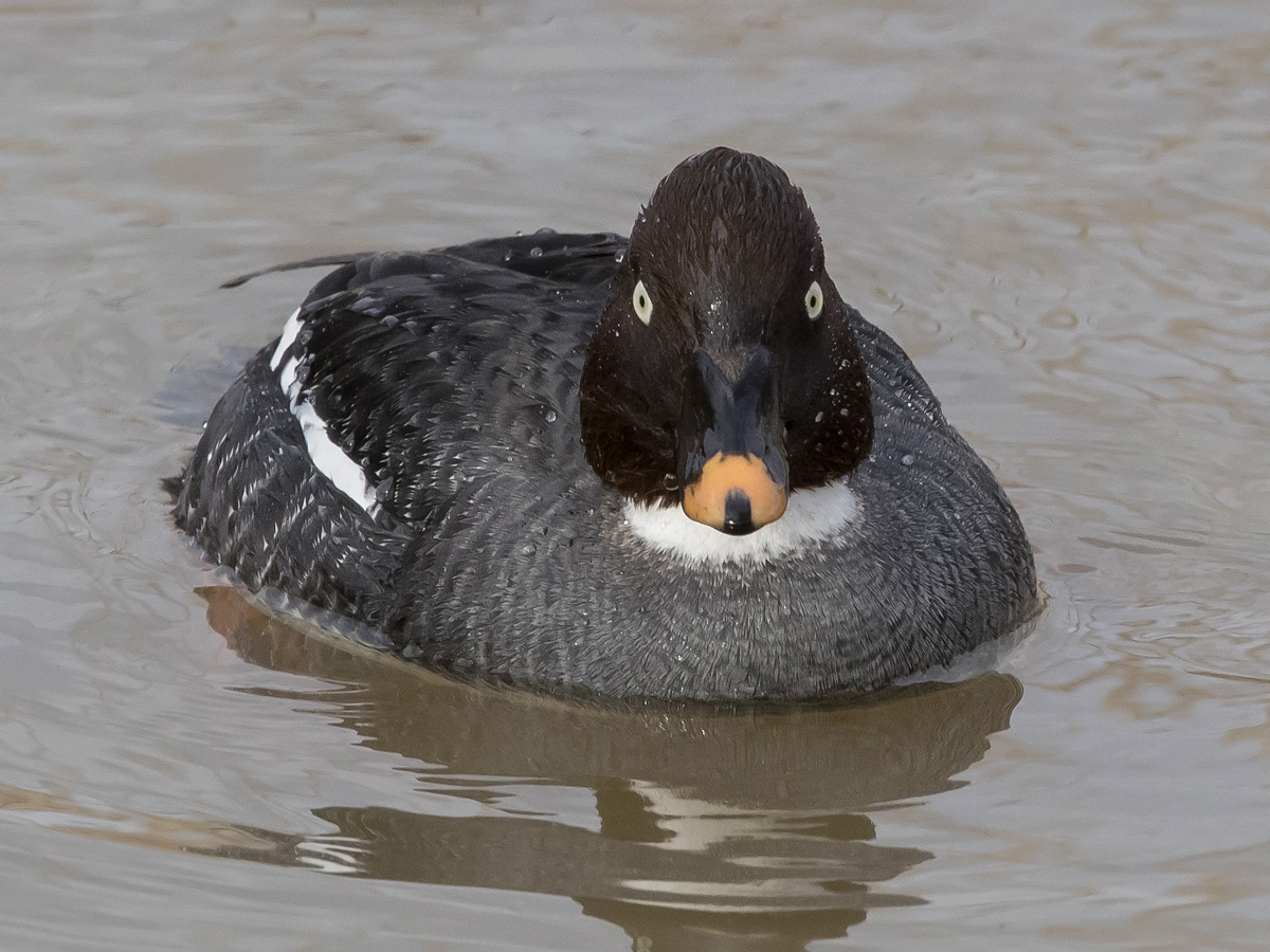 Telkk� Common Goldeneye (Bucephala clangula)