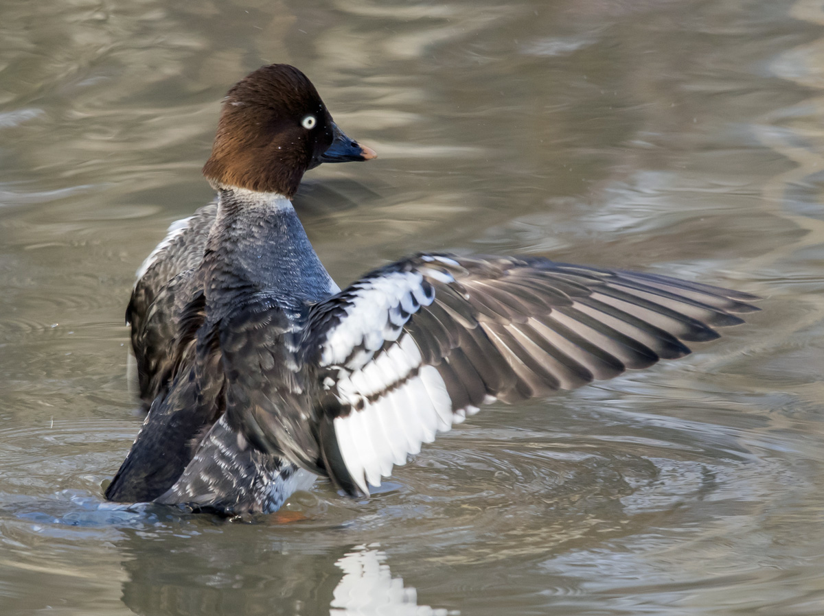 Telkk� Common Goldeneye (Bucephala clangula)