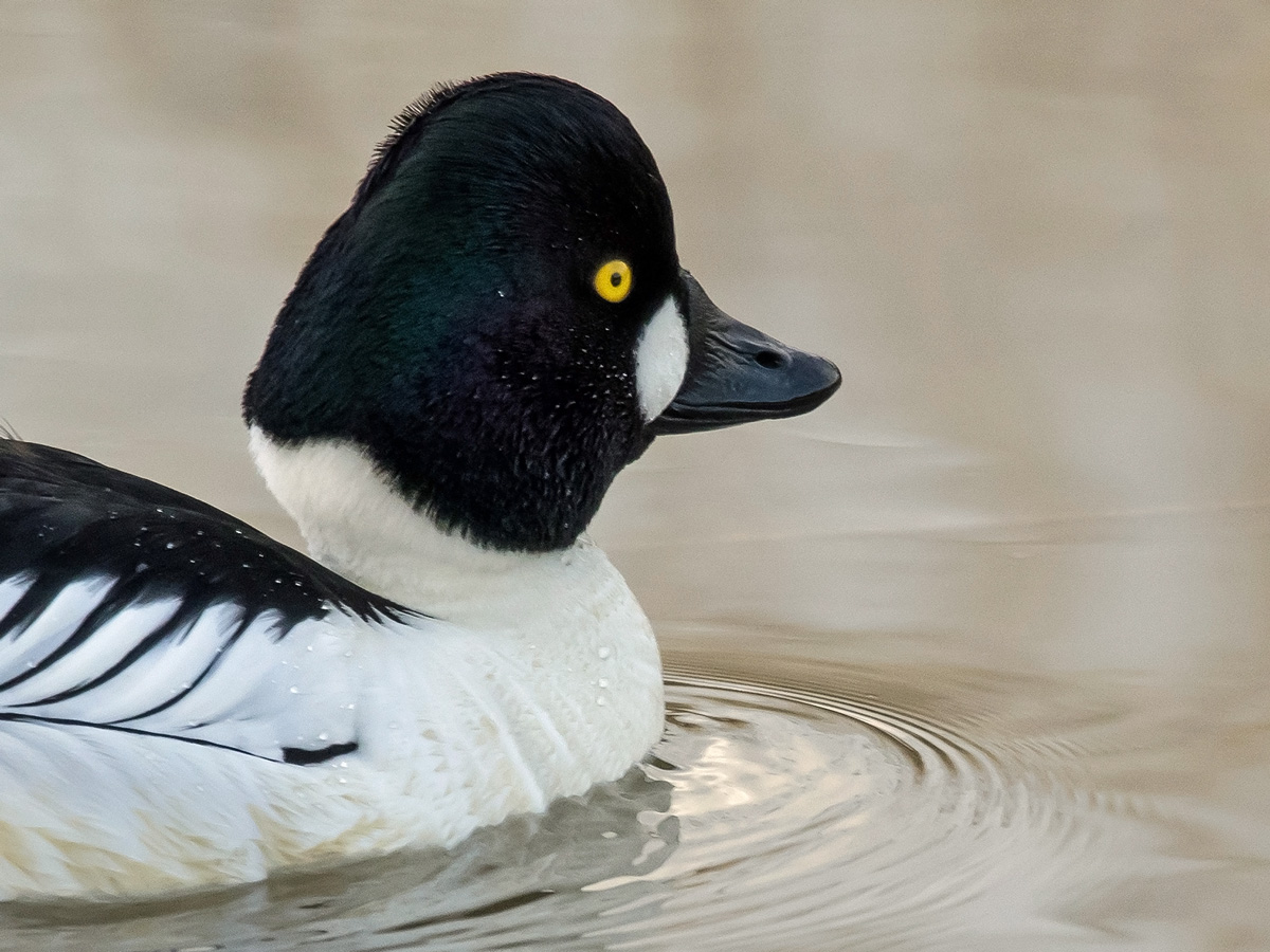 Telkk� Common Goldeneye (Bucephala clangula)