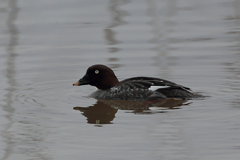 Telkk� Common Goldeneye (Bucephala clangula)