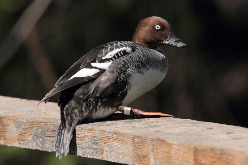 Telkk� Common Goldeneye (Bucephala clangula)